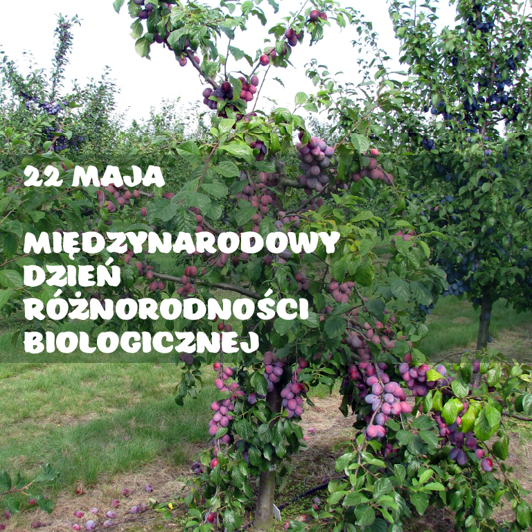 22 maja – Międzynarodowy Dzień Różnorodności Biologicznej