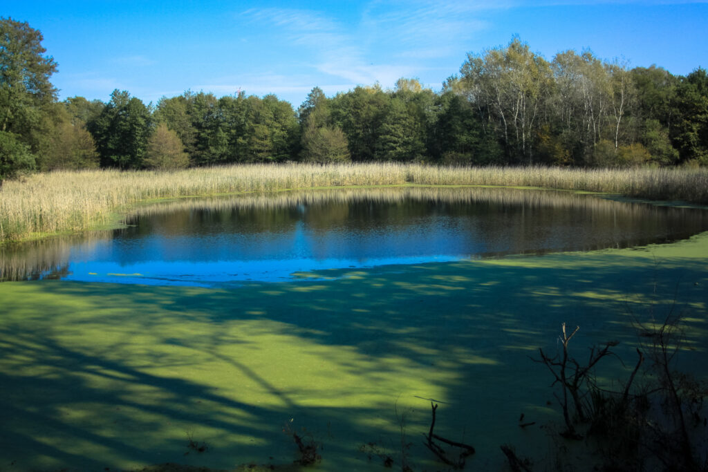 Wielkopolski Park Narodowy